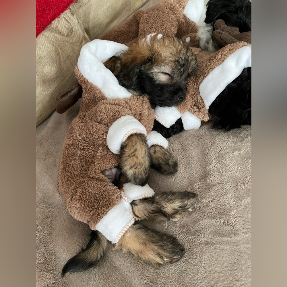 Christmas Dog Onesie